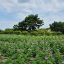 코리아플라워파크 이미지