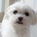 멍글멍글 이미지