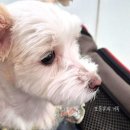 쿨펫동물병원(탄방점) 이미지