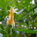파키스타키스 루테아 (Pachystachys lutea / 유통명: 황금새새풀, Lollipop Plant) 이미지