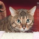 동물사랑애견샵 이미지