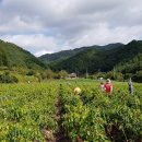 수비면사무소
