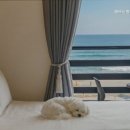 해뜨는창문 애견동반 오션뷰펜션 이미지