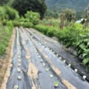 배추모종 100프로 이미지