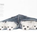 딸기네샵 이미지