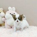 유어펫강아지분양남양주다산