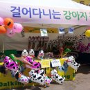 벚꽃풍선 이미지