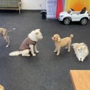 위풍댕댕 | 신림 애견유치원 위풍댕댕 방문 후기