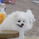 올리브펫 이미지