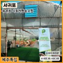 푸른팜