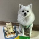 바잇미 | 몰입도 대박적인 바잇미 강아지 노즈워크 장난감 후기