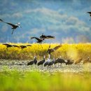 두루미네 이미지