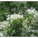 이팝나무 펜션 이미지