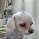 복이애견샵 이미지