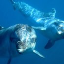 돌고래홀딩스 이미지