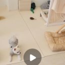 타이니멀_TINYMAL 이미지