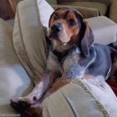 뿔난강아지 이미지