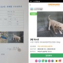 달강아지 이미지