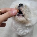 이룸동물병원 이미지