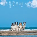 더퍼피즈블루오션 이미지