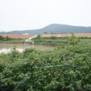 예향천리마실길 10코스 가시연꽃길 이미지