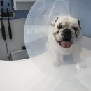 24시 더케어 동물의료센터 이미지