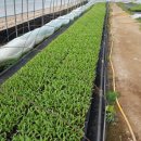 모레골 농장 | 국민간식 추억의 간식 의령옥수수와 옥수수유래