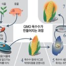 GMO 식품 위험성 외신 기사 이미지