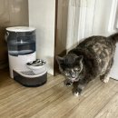 정수동물병원 | 고양이급수기 추천 고양이요로결석 치료방법 묘향가 고양이정수기 솔직후기