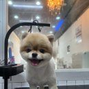 개멋 애견미용 이미지