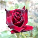 강남-135 이미지