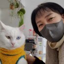 나나펫 이미지