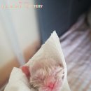 젤로돌스 이미지