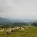 세딸목장 이미지