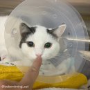 동물병원 HADA | [김포 동물병원하다 암컷 고양이 중성화] 동물병원HADA에서 막둥이 중성화 완료