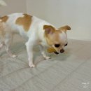 더케어벳 이미지