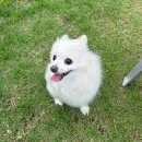 Dog차지 | 부산 강서구 근처 애견 동반 카페 명지 59dog 후기