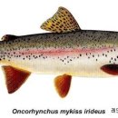 2011 사스카추원주 낚시 제한치 및 위반 과료 2011 Saskatchewan Angling Limitations and Violation Penalty 이미지