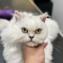 쥬디캣(Judy Cat) 이미지