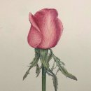 색연필로 그리는 꽃, 보태니컬 아트 이미지