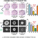 쓸모없는 잡초가 아니랍니다~ 유용한 제주 조릿대 이야기! 이미지