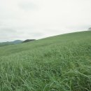 정주영농장 이미지