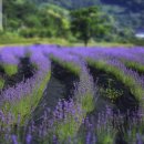 사라실 라벤더 단지 이미지