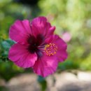 시드니 로열 보타닉 가든 Sydney Royal Botanic Garden 이미지