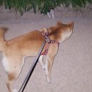 강아지와 산책 이미지