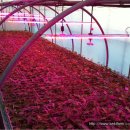 보광농장 이미지