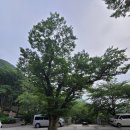 순흥안씨양도공파묘군 | 서울금천구 호압사: 호암산문, 천진불, 범종루, 약사전 (2024.07.11)