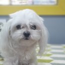 왈왈이발소 이미지