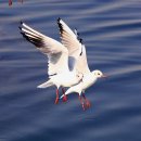 명품 갈매기 이미지