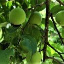 병영농장 이미지